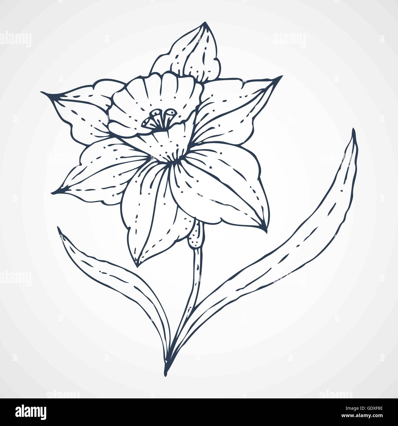 Narzissen Vektor Hand gezeichnet Stock-Vektorgrafik - Alamy