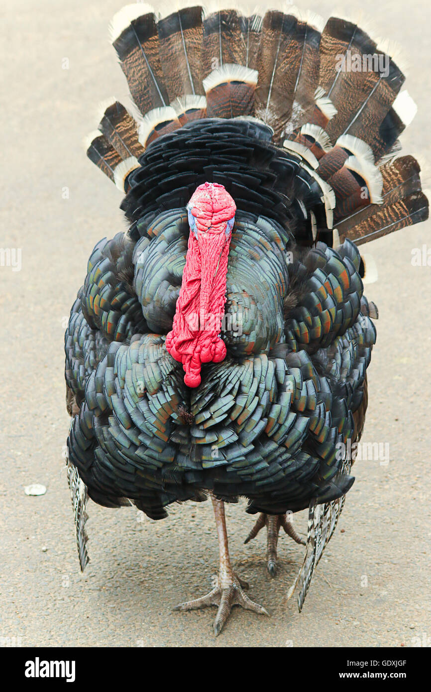 Die Türkei ist ein großer Vogel der Gattung Meleagris Stockfoto