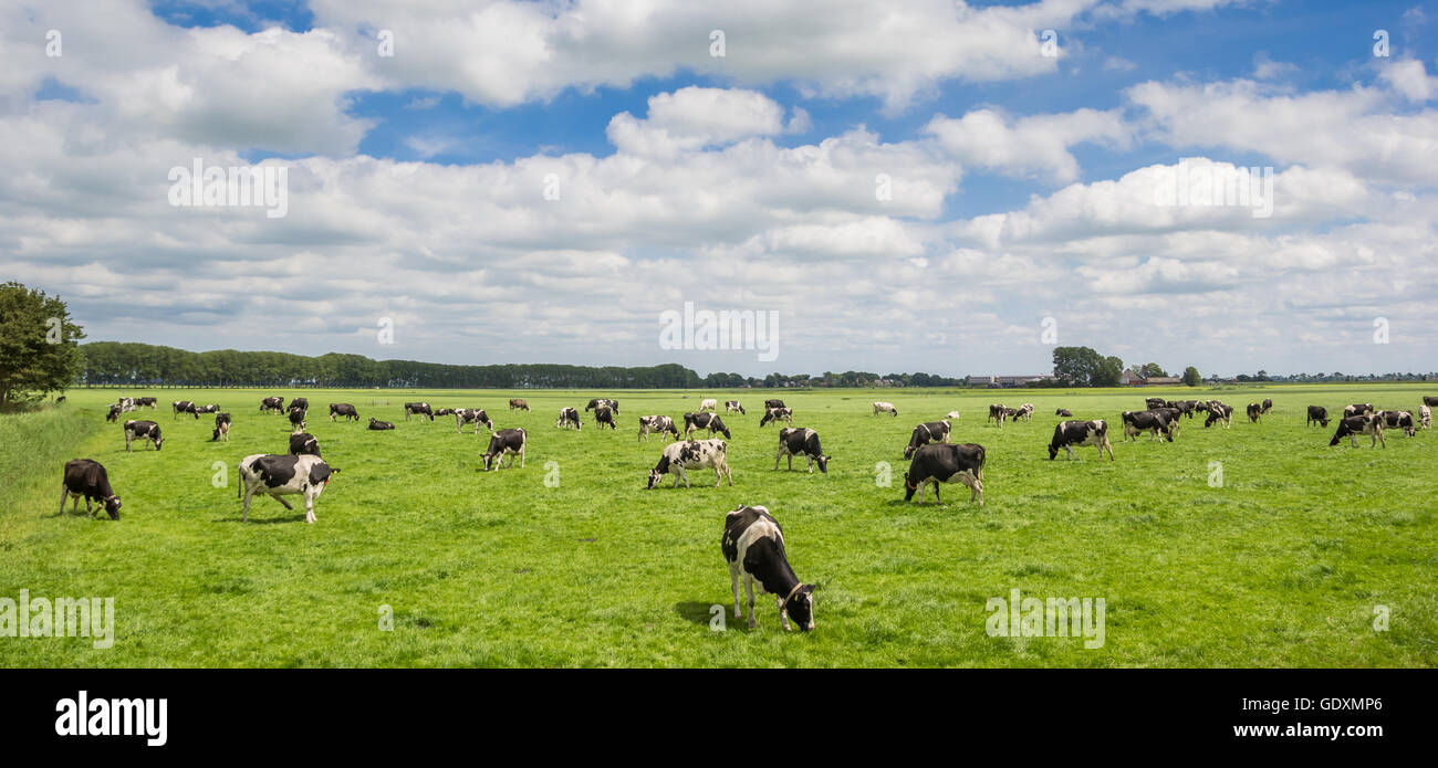 Panorama einer Herde von niederländischen schwarz-weißen Kühen in Groningen Stockfoto