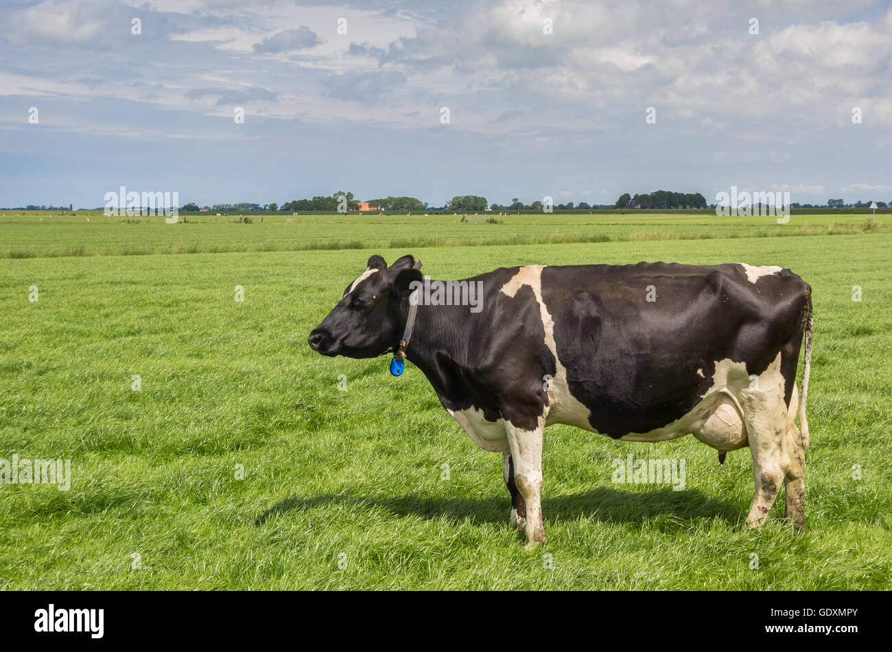 Schwarz / Weiß-Kuh in der niederländischen Provinz Groningen Stockfoto