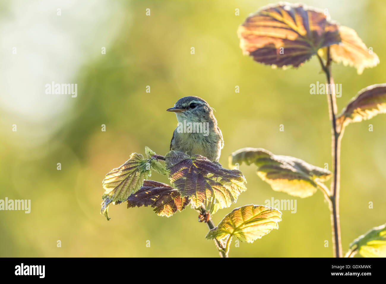Nahaufnahme eines Willow Warbler Vogels, Phylloscopus Trochilus, singen an einem schönen Sommerabend mit weichen Hintergrundbeleuchtung auf einer grünen Stockfoto