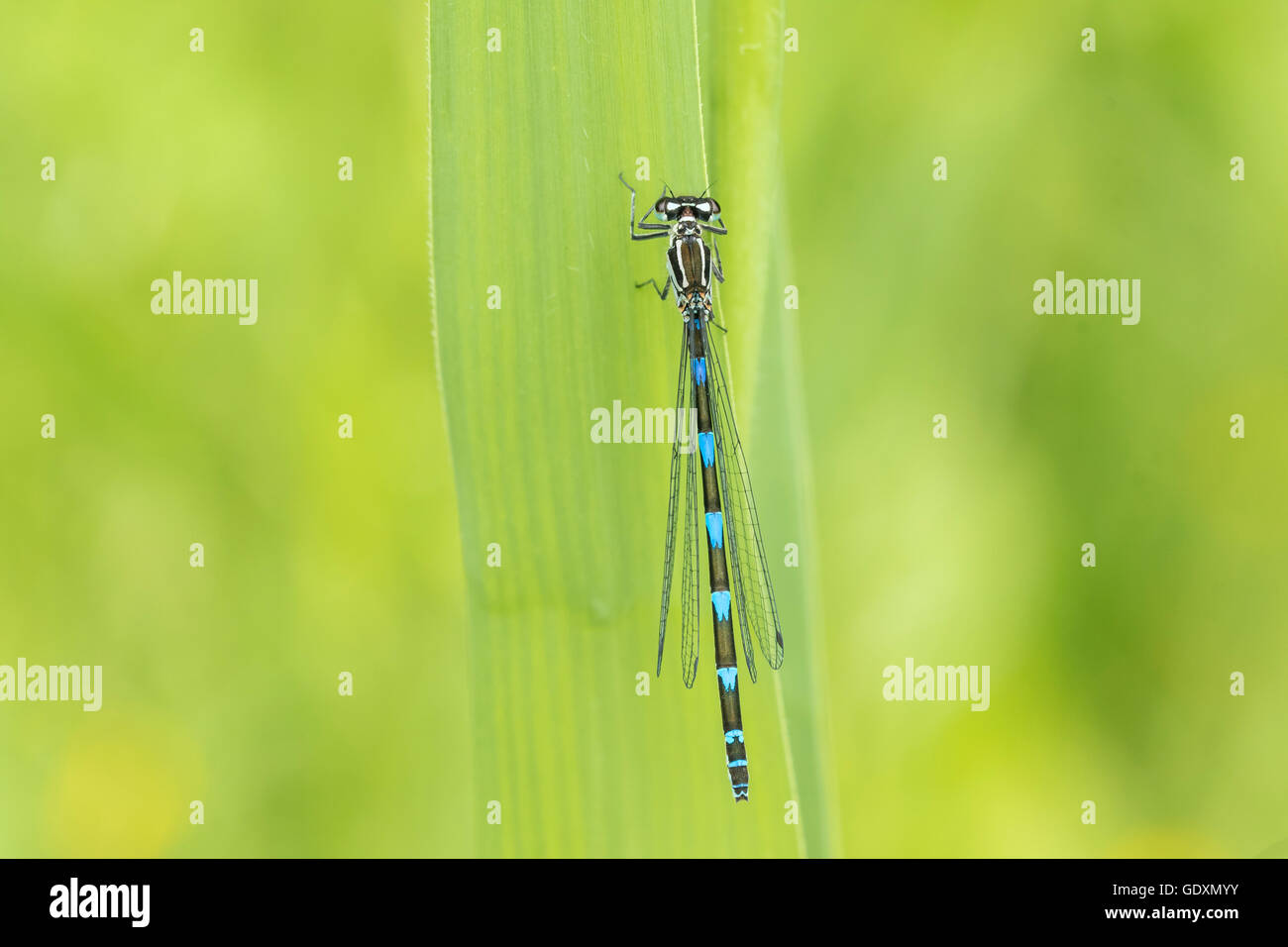 Makro Nahaufnahme einer Variable Damselfly oder Variable Bluet (Coenagrion Pulchellum) ruht auf einem Blatt im grünen Rasen mit dem Flügel Stockfoto