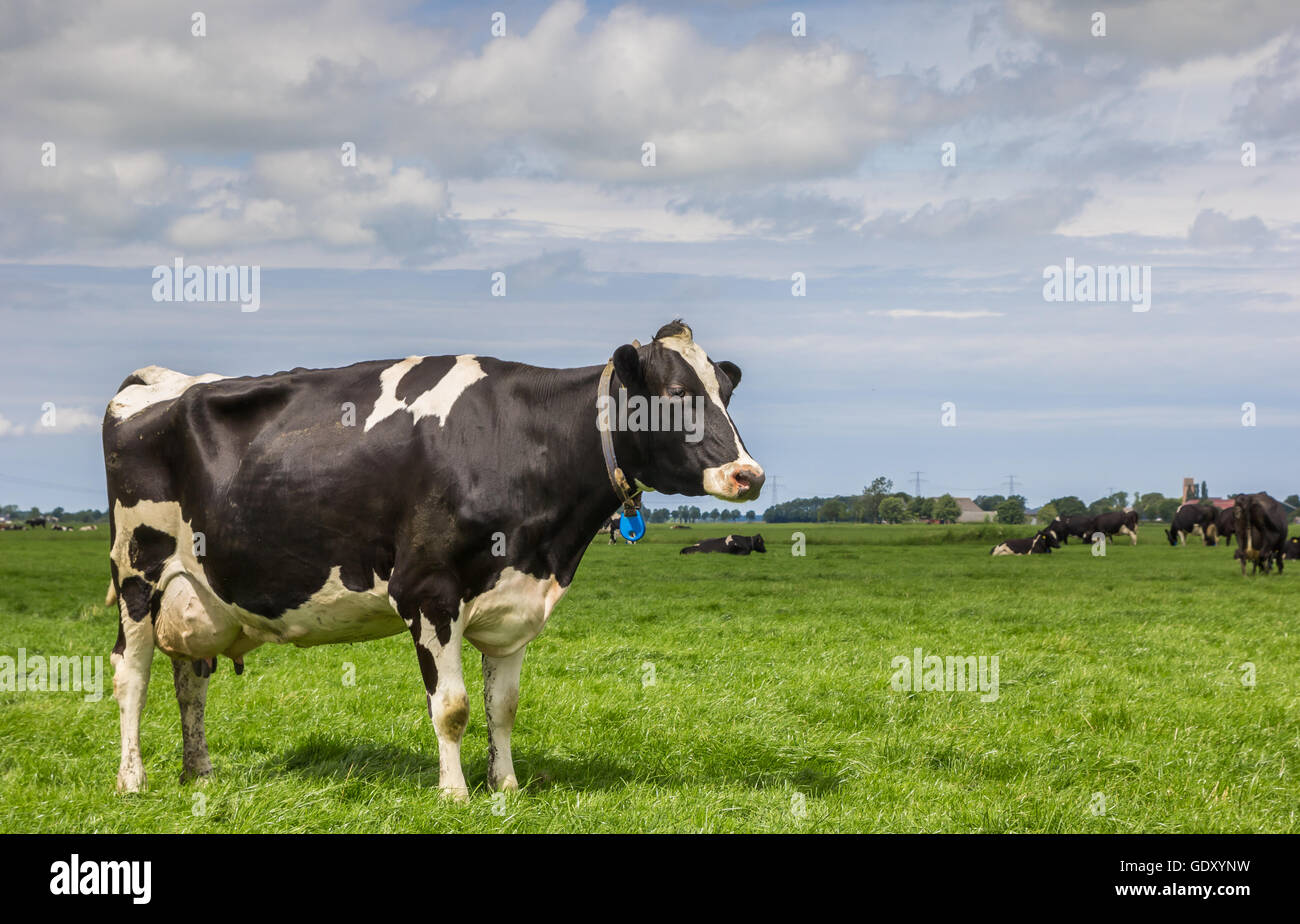 Holländische Landschaft mit einer schwarzen und weißen Kuh auf einer grünen Wiese Stockfoto