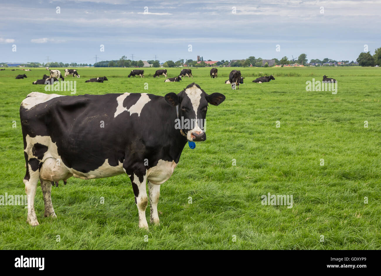Schwarz / Weiß-Kuh in der niederländischen Provinz Groningen Stockfoto