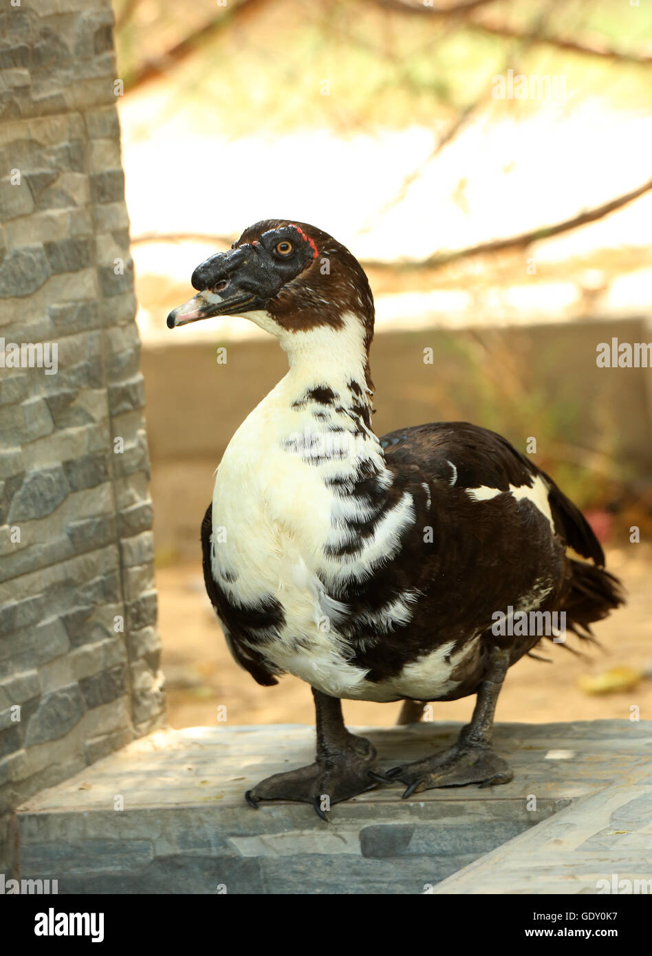 Muscovy Enten sind zunehmend beliebte Haustiere für Familien. Stockfoto
