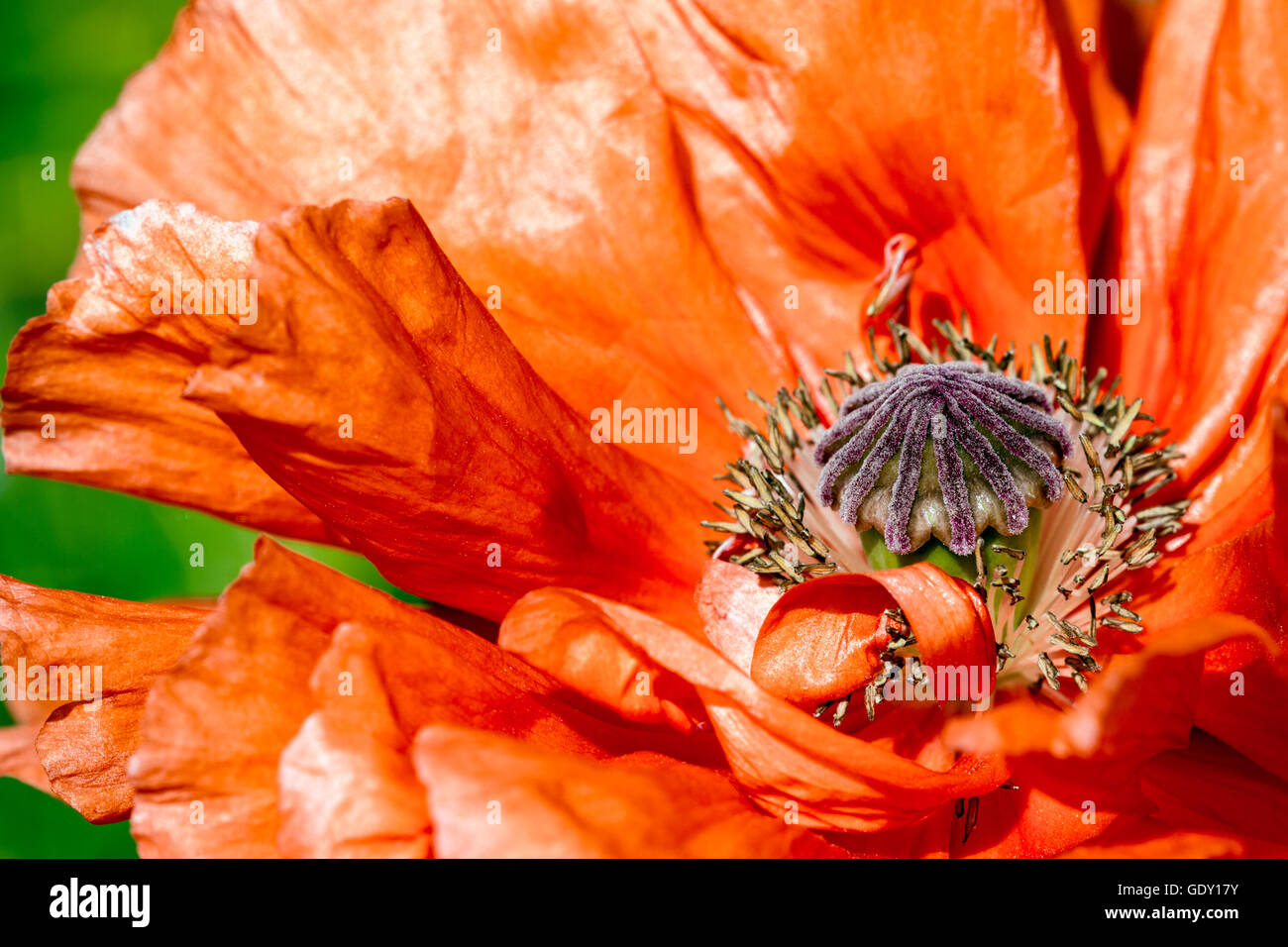 Leuchtend roter Mohn in voller Blüte. Nahaufnahme Detail. Stockfoto