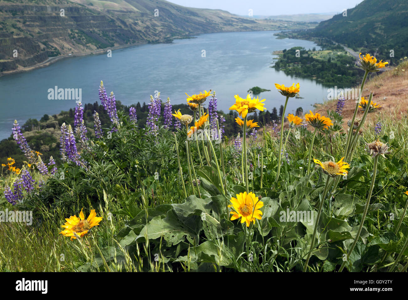 Geographie/Reisen, USA, Oregon, Landschaften, Tom McCall Naturschutzgebiet, Columbia River Gorge, Additional-Rights - Clearance-Info - Not-Available Stockfoto