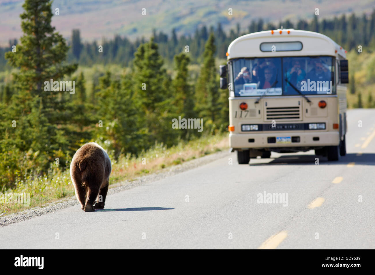 Zoologie/Tiere, Säugetier/Säugetiere (Mammalia), Grizzli tragen und Bus auf dem George Parks Highway, Denali National Park, Alaska, USA, Additional-Rights - Clearance-Info - Not-Available Stockfoto