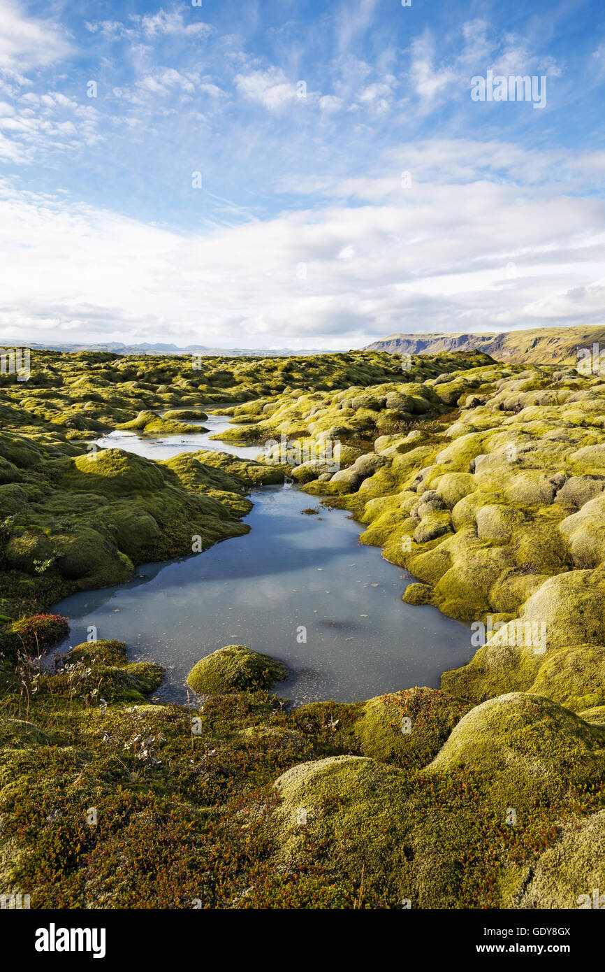 Moos gewachsen Lavafeld im Süden Islands, kleiner Bach fließt durch Sie Stockfoto