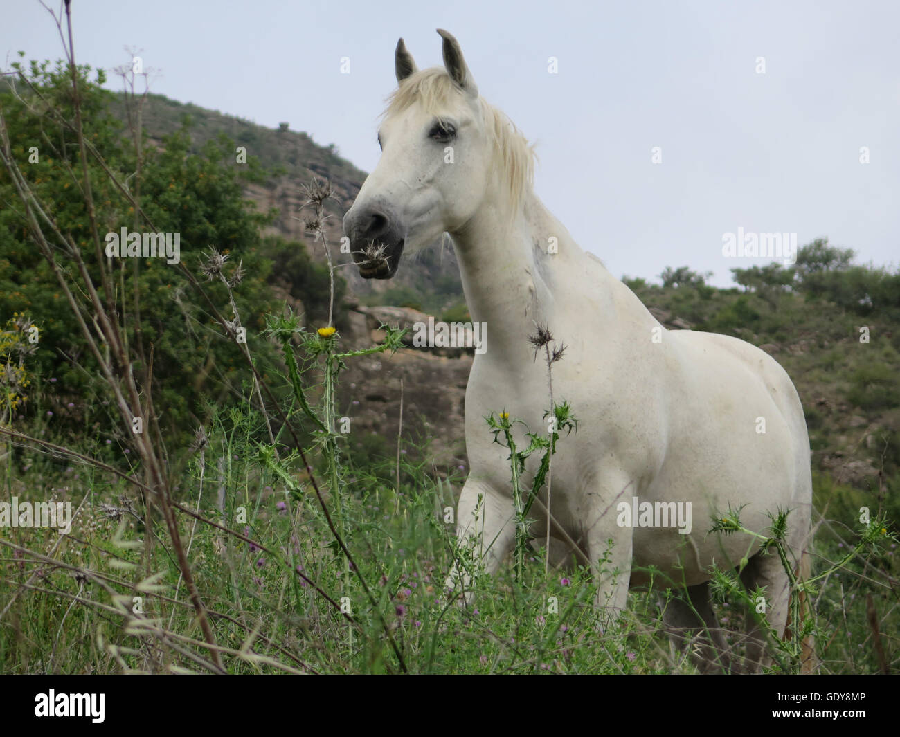 Weißes Pferd im Feld gegen Felsvorsprung posiert Stockfoto