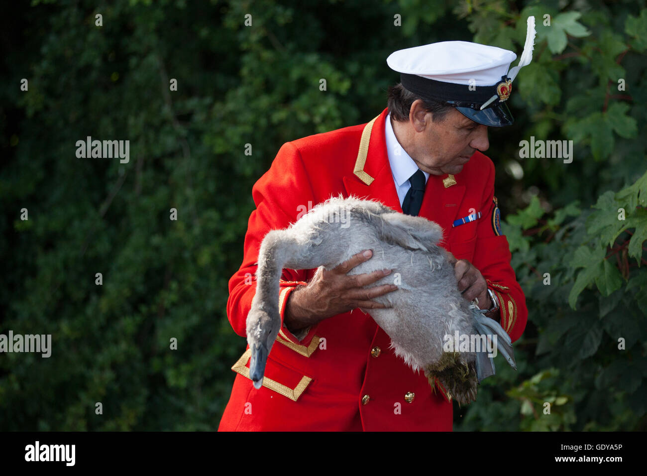 Chertsey, Großbritannien. 18. Juli 2016. Der Königin Swan Marker David Barber MVO hält ein Höckerschwan am ersten Tag des Swan Upping. Stockfoto