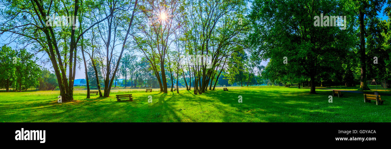sonnige Sommerpark mit Bäumen und grünen Rasen Stockfoto