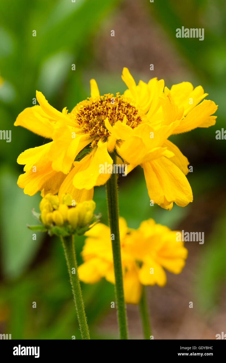 Gelben Blüten der Sommer blühende Staude, Helenium "Kurz und frech" Stockfoto