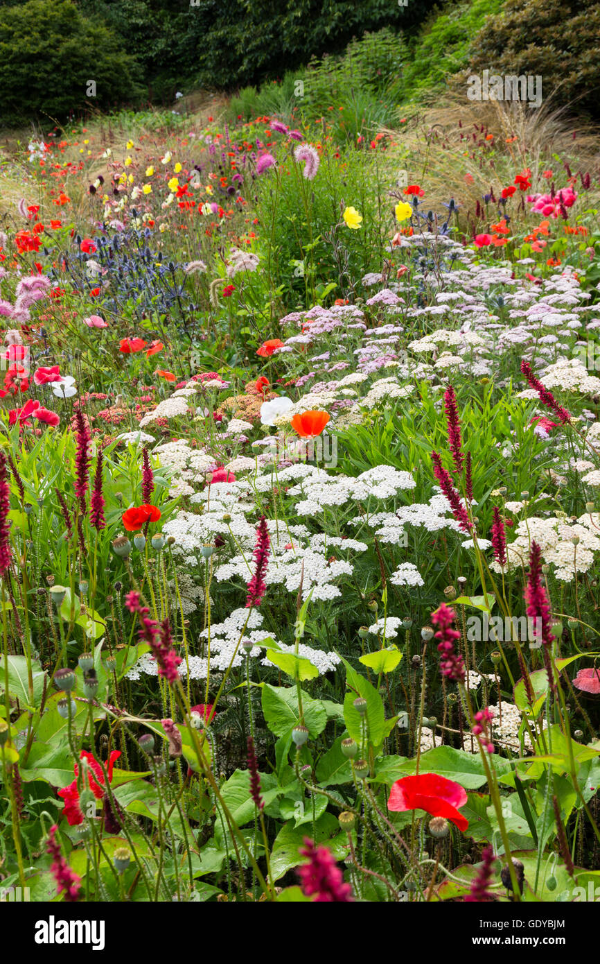 Abweichungen der Stauden bieten helle Farbe in der naturalistischen Einstellung der Sommergarten am Gartenhaus, Devon, UK Stockfoto