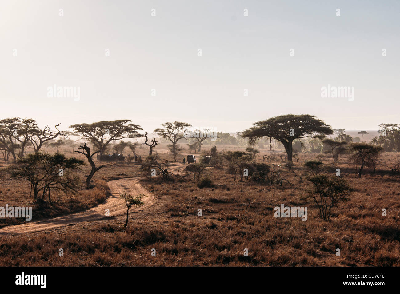 Bäume und unbefestigten Straße in ruhiger sonniger Wüste, Serengeti, Tansania Stockfoto