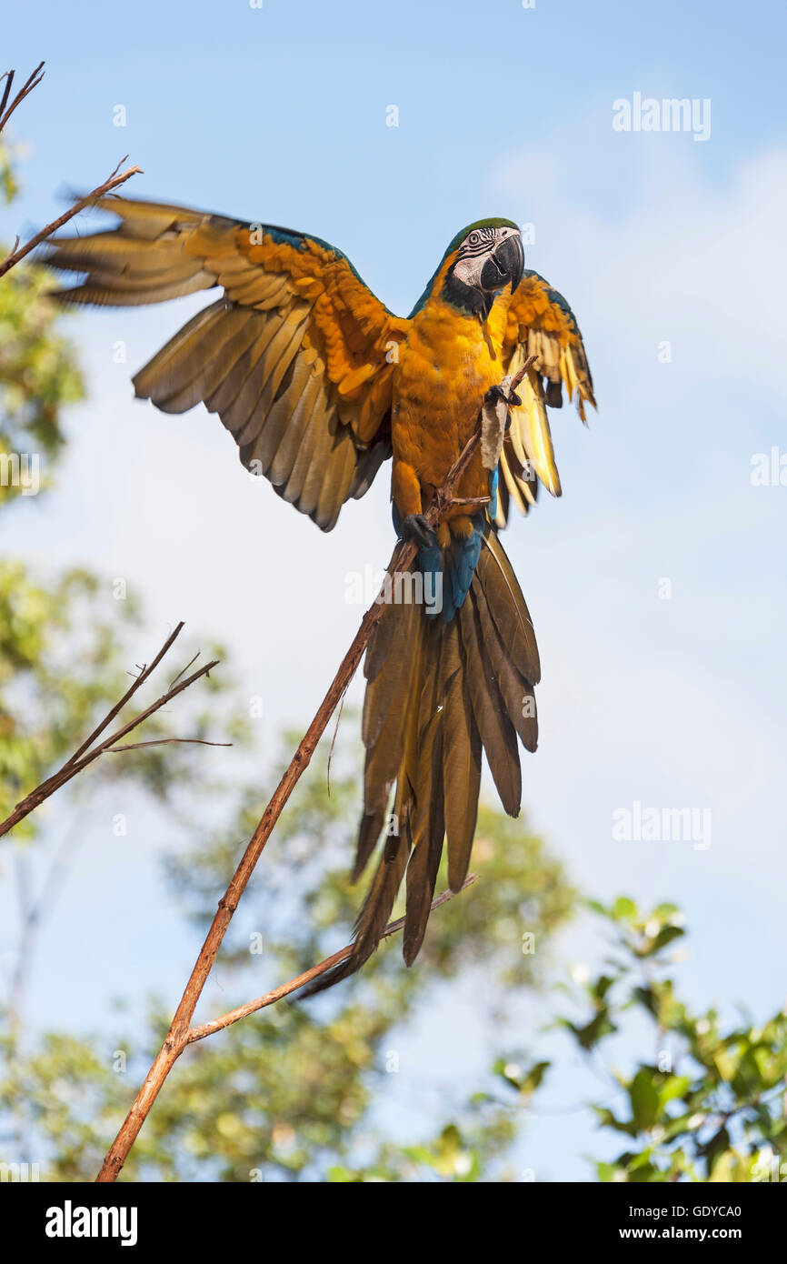 Gold und blau-Ara (Ara Ararauna) hocken auf tree Branch, Orinoco Delta, Venezuela Stockfoto