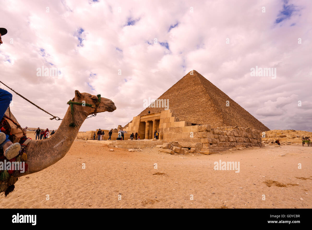 Kamel & Fahrer bei den Pyramiden, Gizeh, Kairo, Ägypten Stockfoto