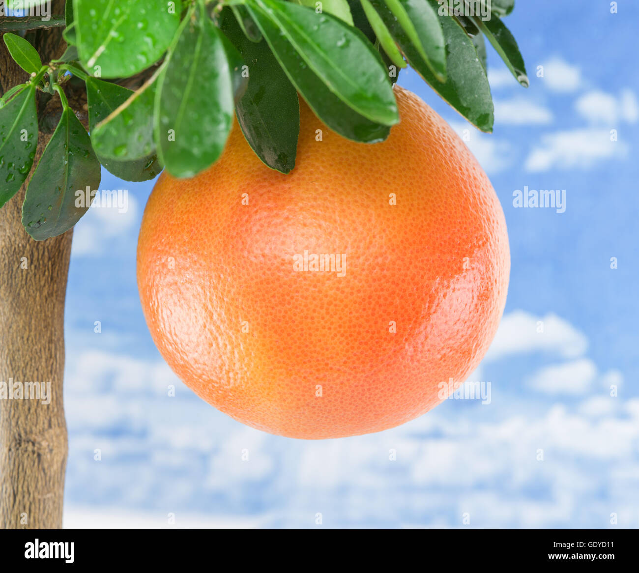 Große Reife Grapefruit auf dem Baum. Blauer Himmelshintergrund. Stockfoto