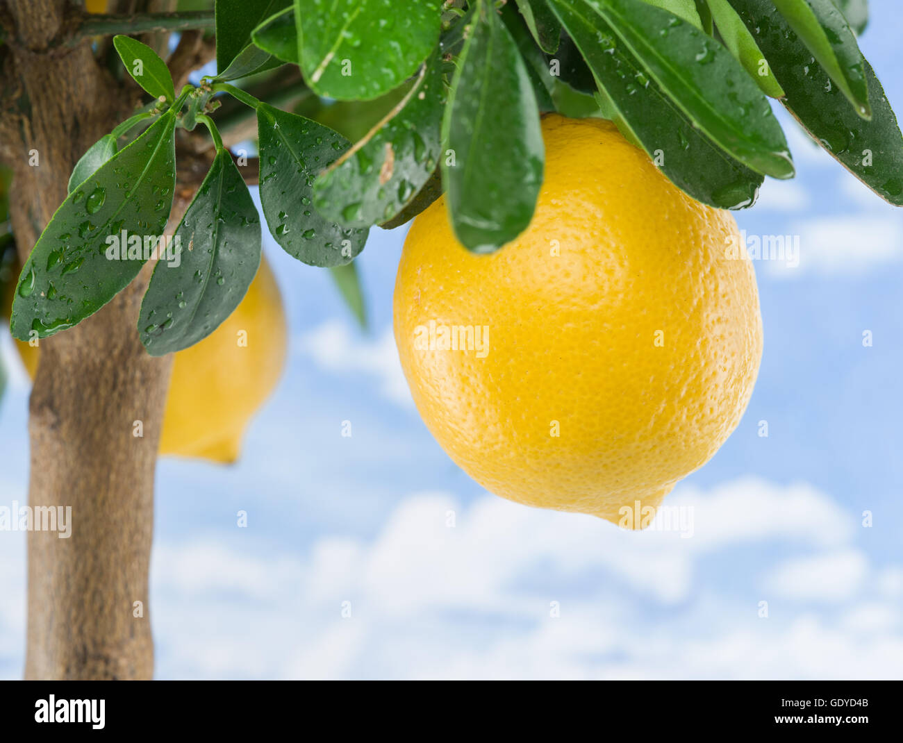 Reife Zitrone Frucht am Baum. Blauer Himmelshintergrund. Stockfoto