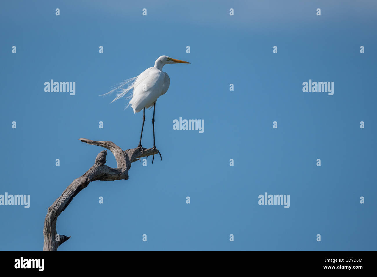 Großer Reiher Vogel superweichen auf Toten Ast Stockfoto