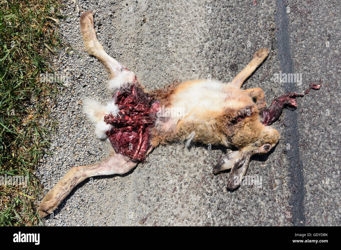 Markgrafneusiedl: auf der Straße überfahren Hase (Lepus Europaeus) Donau, Niederösterreich, Niederösterreich, Österreich Stockfoto