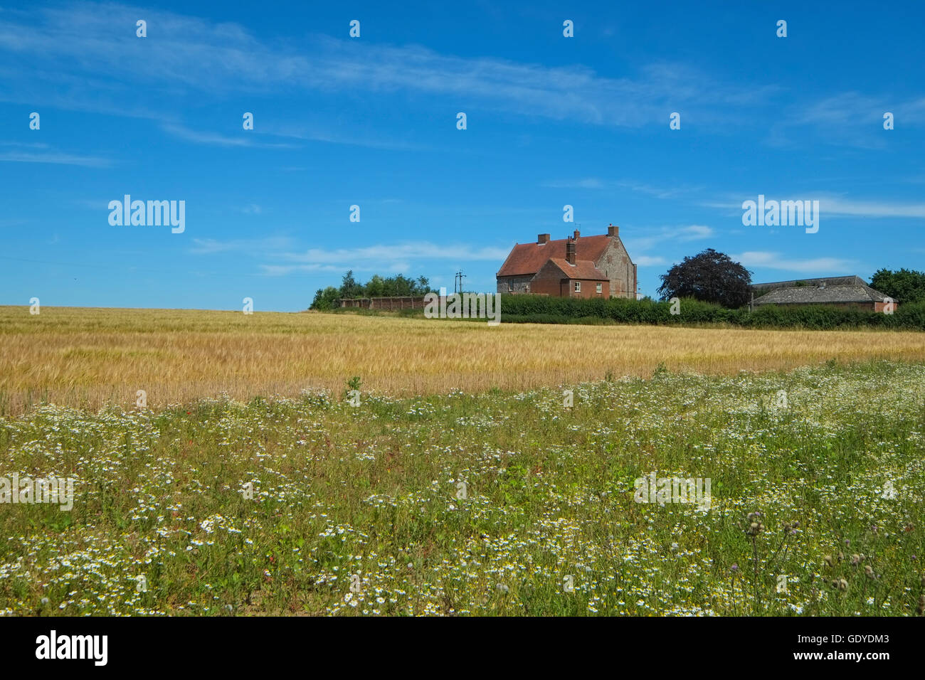 Landwirtschaftliche Flächen in Norfolk Stockfoto