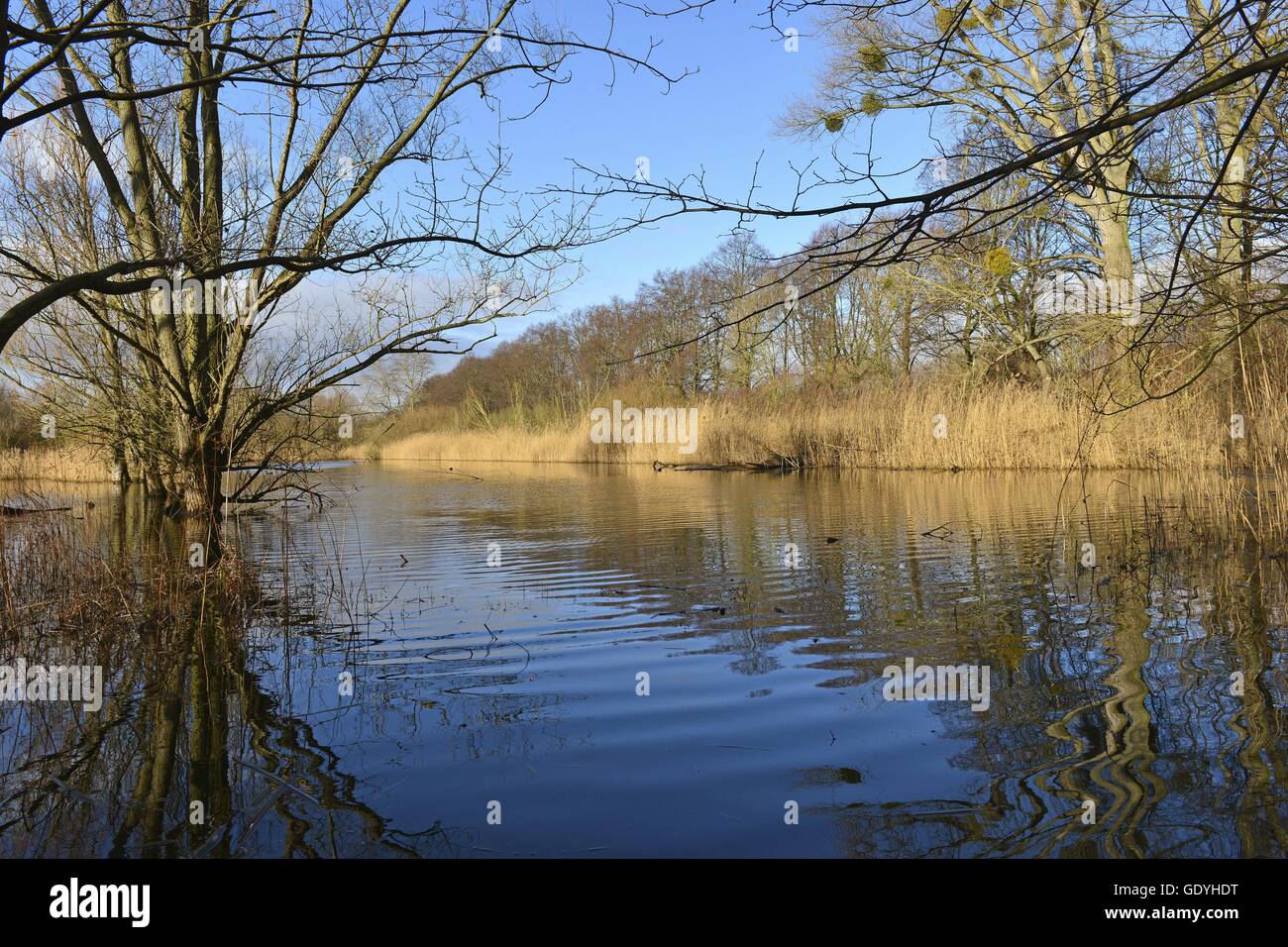 Gelbe Schilf und ein Baum mit vielen Ästen reflektiert in das blaue Wasser des Reserve in Hannover, 24 Februar 2015 | weltweite Nutzung Stockfoto