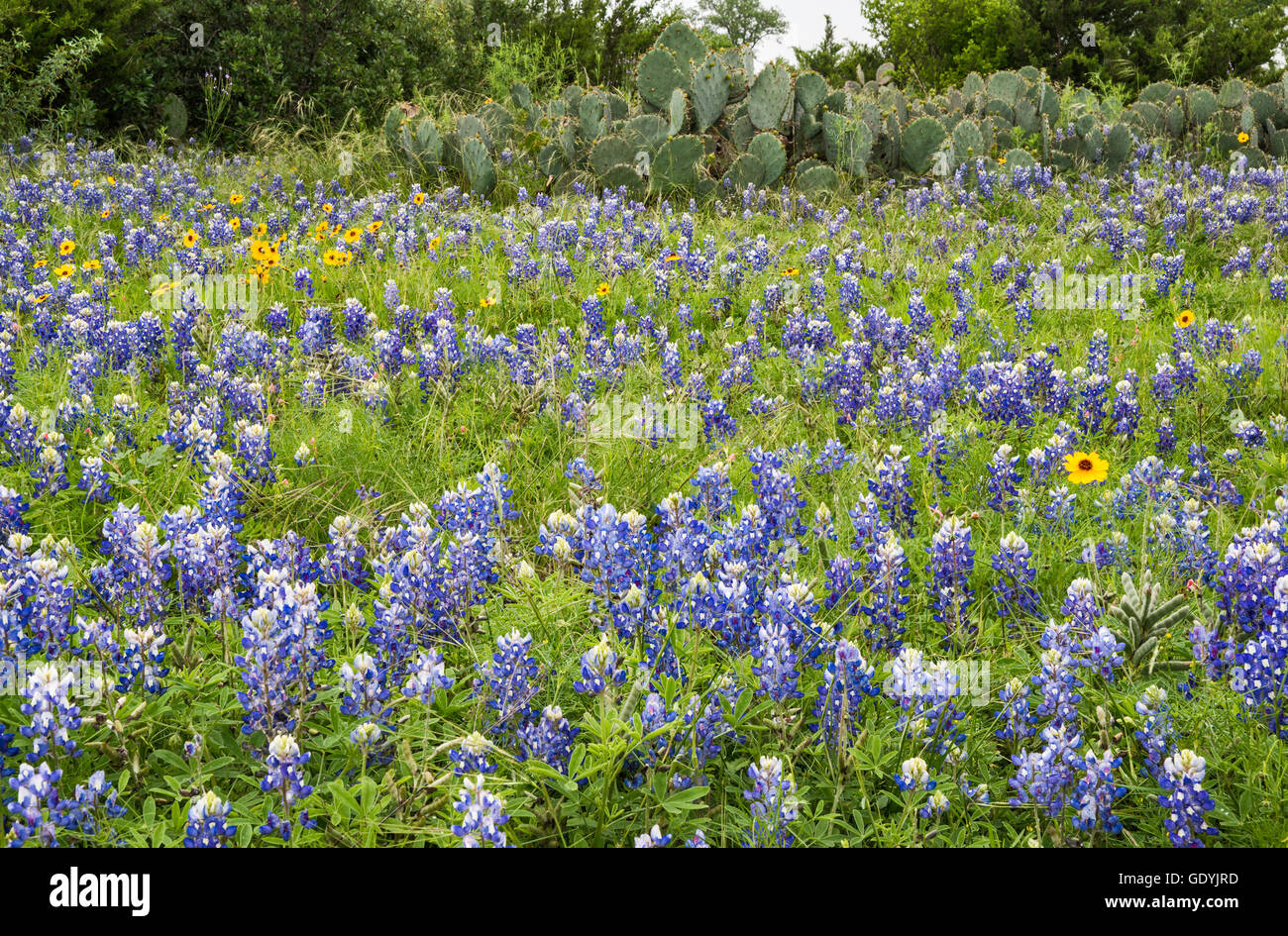 Bereich der Kornblumen (Lupinus Texensis) bei Willow City Loop im Hill Country, Texas, USA Stockfoto