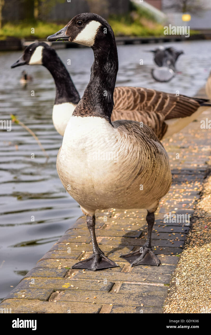 Zwei Branta Canadensis Wildgänse in Walsall, West Midlands, Großbritannien Stockfoto