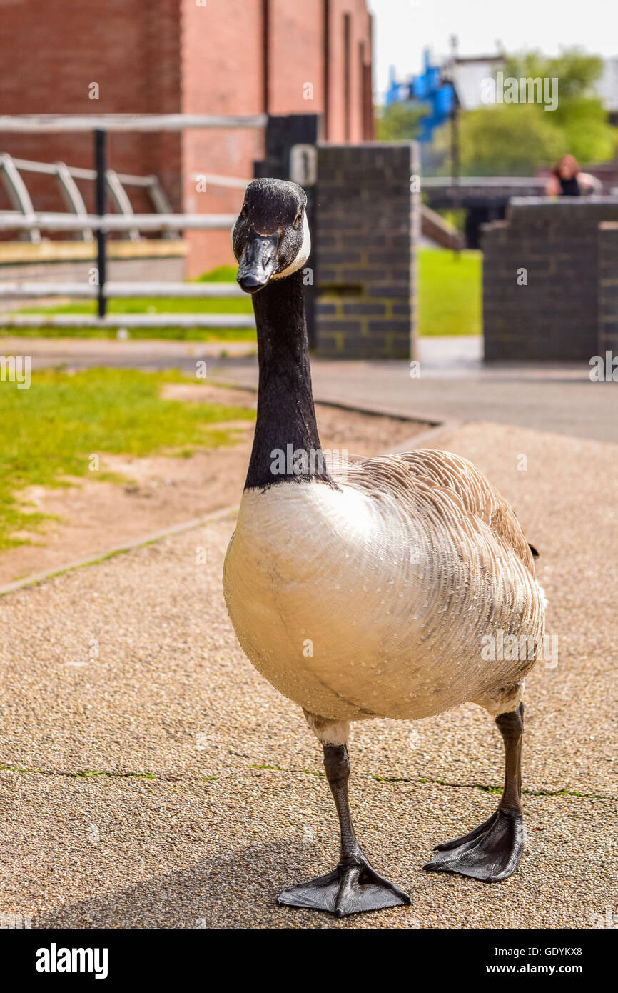 Branta Canadensis ist die Kanada Wildgans, die in das Vereinigte Königreich eingeführt wurde in Walsall, West Midlands Stockfoto