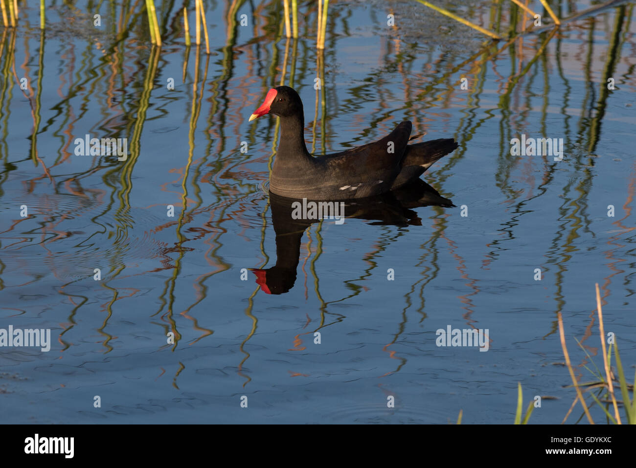 Gemeinsamen Teichhuhn Vogel mit Spiegelbild im See Stockfoto