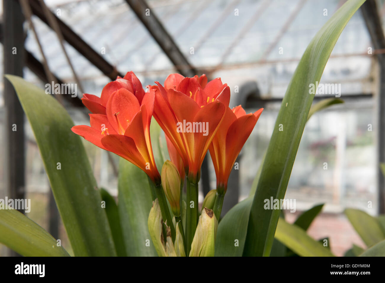 Die Blüte Clivia Lilie (Kaffir Lily) in einem Gewächshaus in Somerset, England, Vereinigtes Königreich Stockfoto