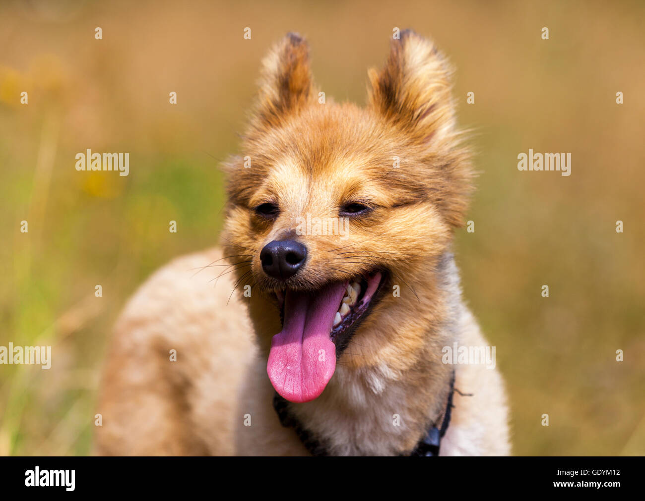 kleiner Hund zeigt seine Zunge Stockfoto