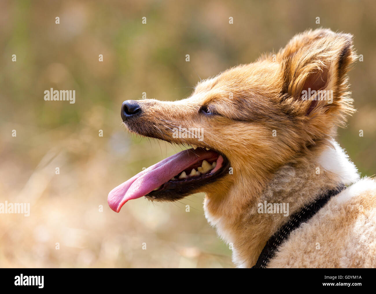 kleiner Hund zeigt seine Zunge Stockfoto