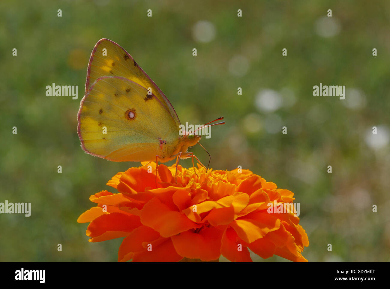 blasse getrübten gelben Schmetterling auf Ringelblumeblume Stockfoto