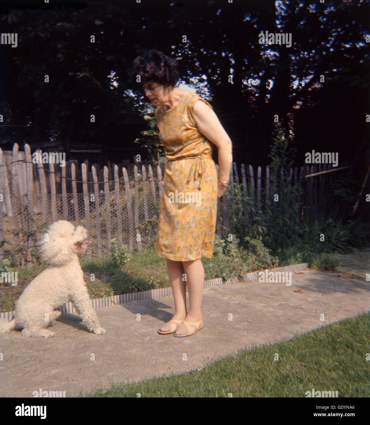 1970er Jahre, ältere Dame, die Ausbildung ihrer kleinen Creme beschichtete Pudelhund zu sitzen. Stockfoto