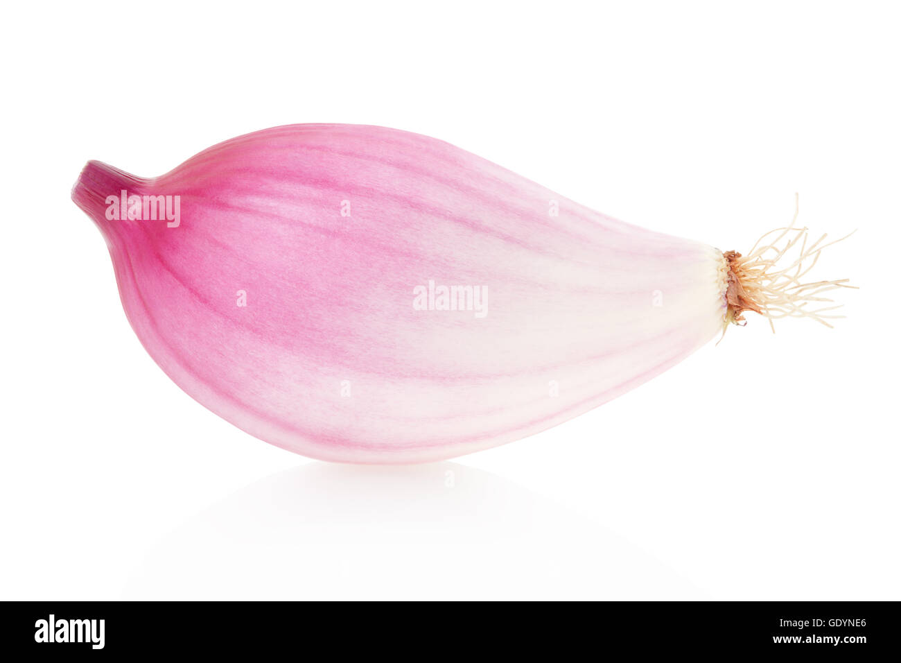 Rote Zwiebel, Tropea Typ auf weiße, Clipping-Pfad Stockfoto