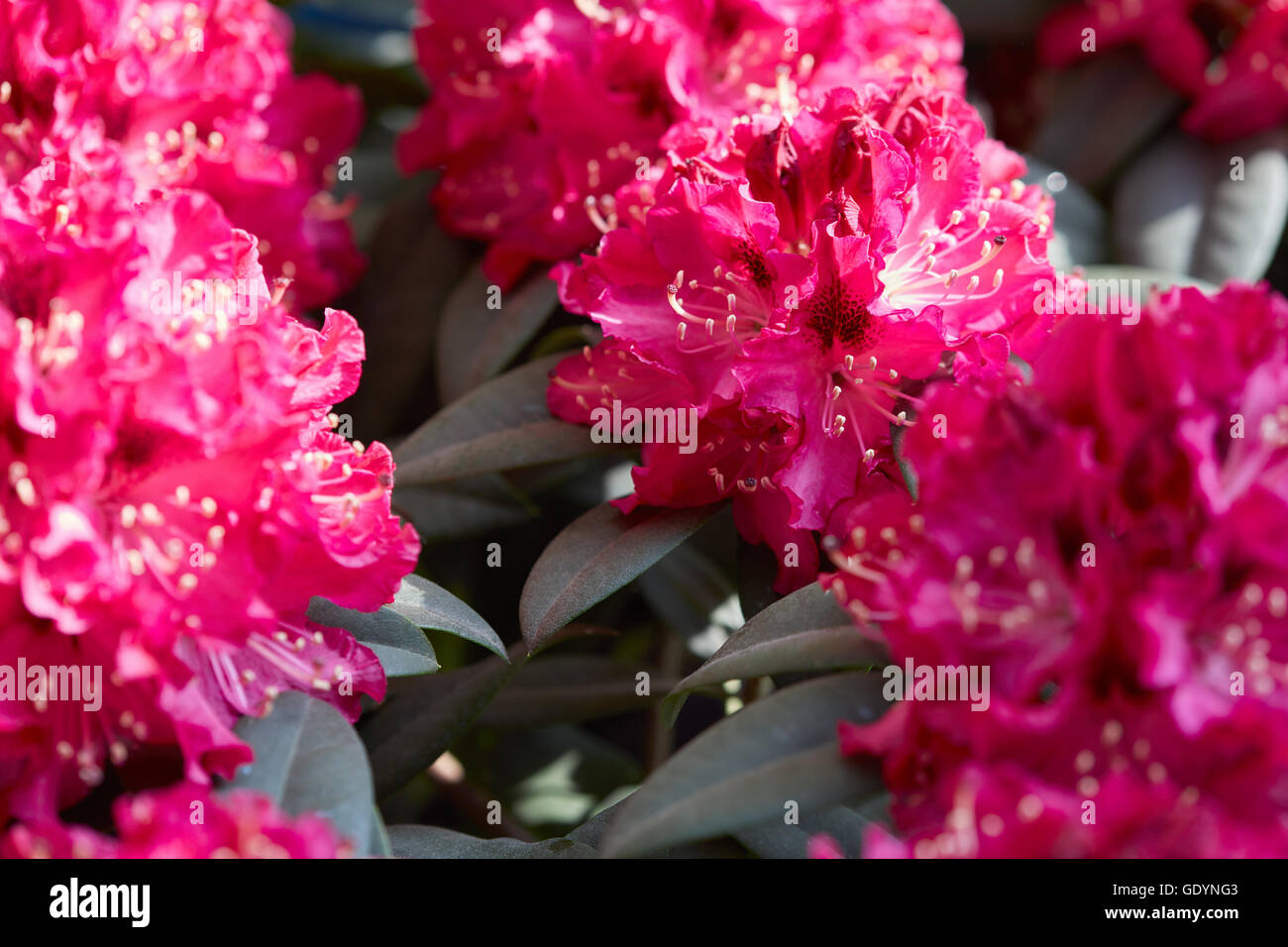 Rhododendron rosa rote Blumen Hintergrund im Sonnenlicht Stockfoto