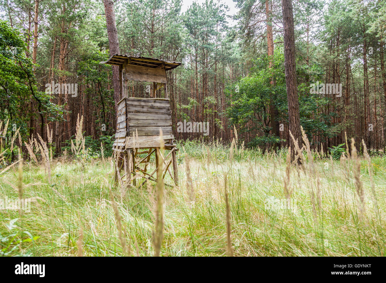 Deutsche Deerstand in einem Wald Stockfoto