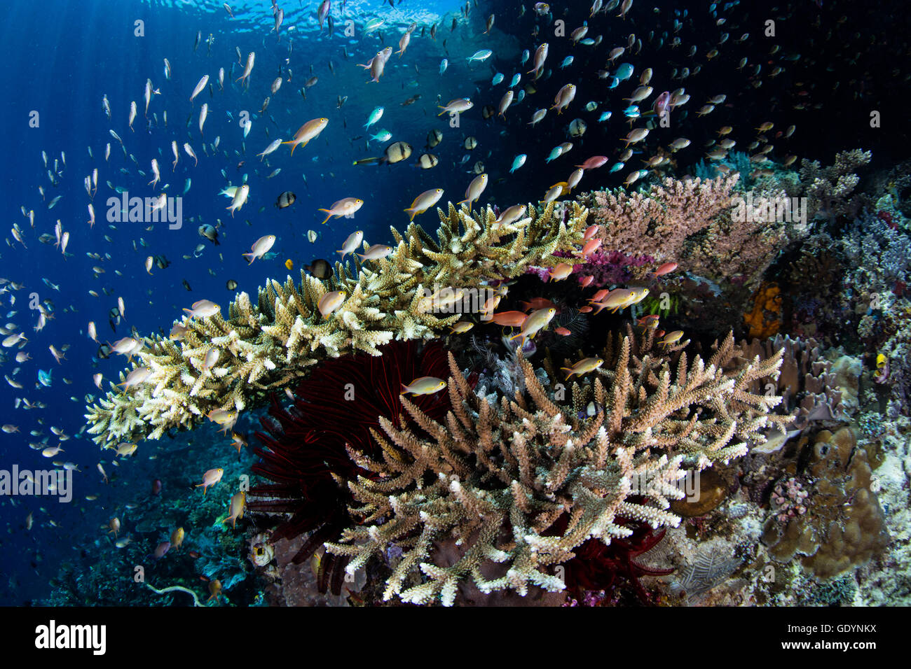 Bunte Fische schwimmen über einem atemberaubenden Korallenriff in Raja Ampat, Indonesien. Dieser entlegenen Gegend ist bekannt für seine Artenvielfalt. Stockfoto
