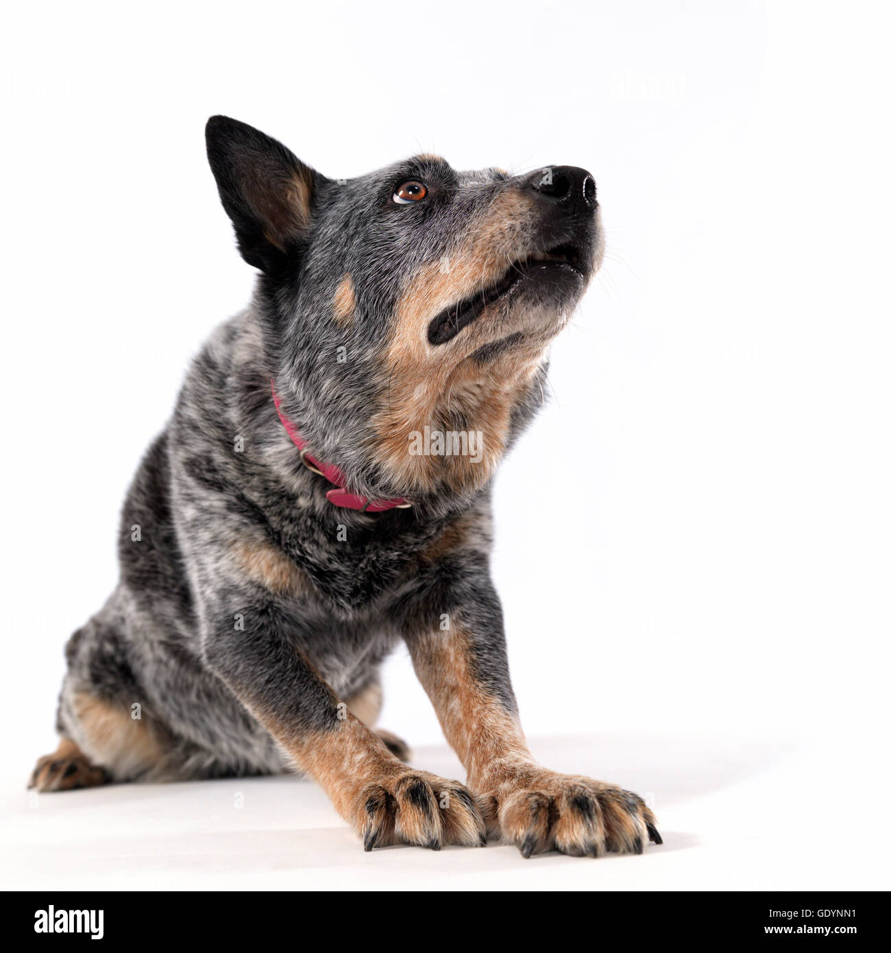 Australian Cattle Dog in nach oben Richtung Hund. Stockfoto