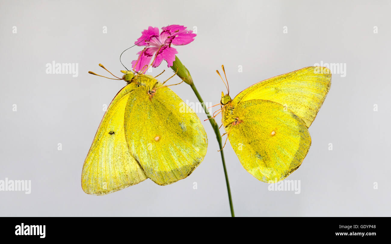 Ein paar der getrübten Schwefel Schmetterling, Colias Philodice, nehmen Nektar aus einer Blume Stockfoto