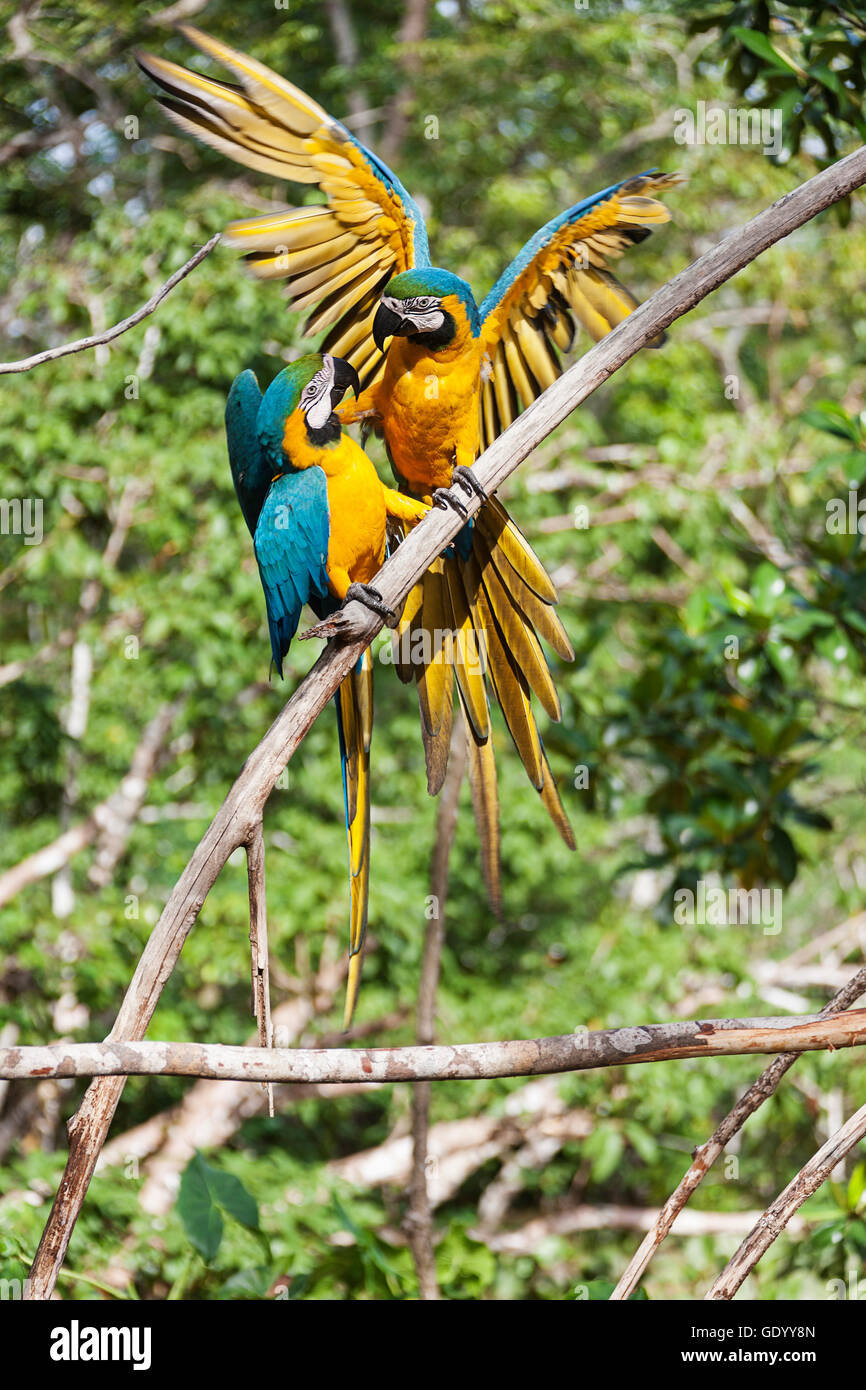 Gold und blau-Ara (Ara Ararauna) hocken auf tree Branch, Orinoco Delta, Venezuela Stockfoto