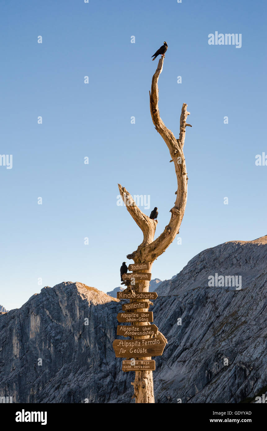 Wegweiser aus Holz mit Route Pfeile auf trockenes Holz Baum mit Vögel in bayerischen Alpen Berge auf Gipfel der Alpspitze Stockfoto