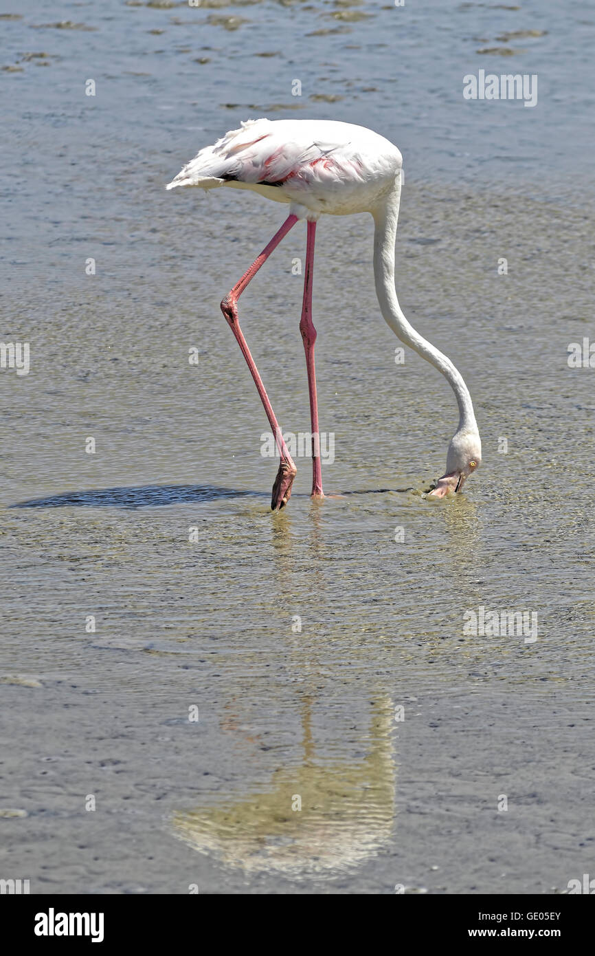 Eine größere Flamingos (Phoenicopteridae) rühren Essen von der Unterseite der Lagune bei Churchhaven an der Westküste, Südafrika und auf den Kopf zu essen. Stockfoto