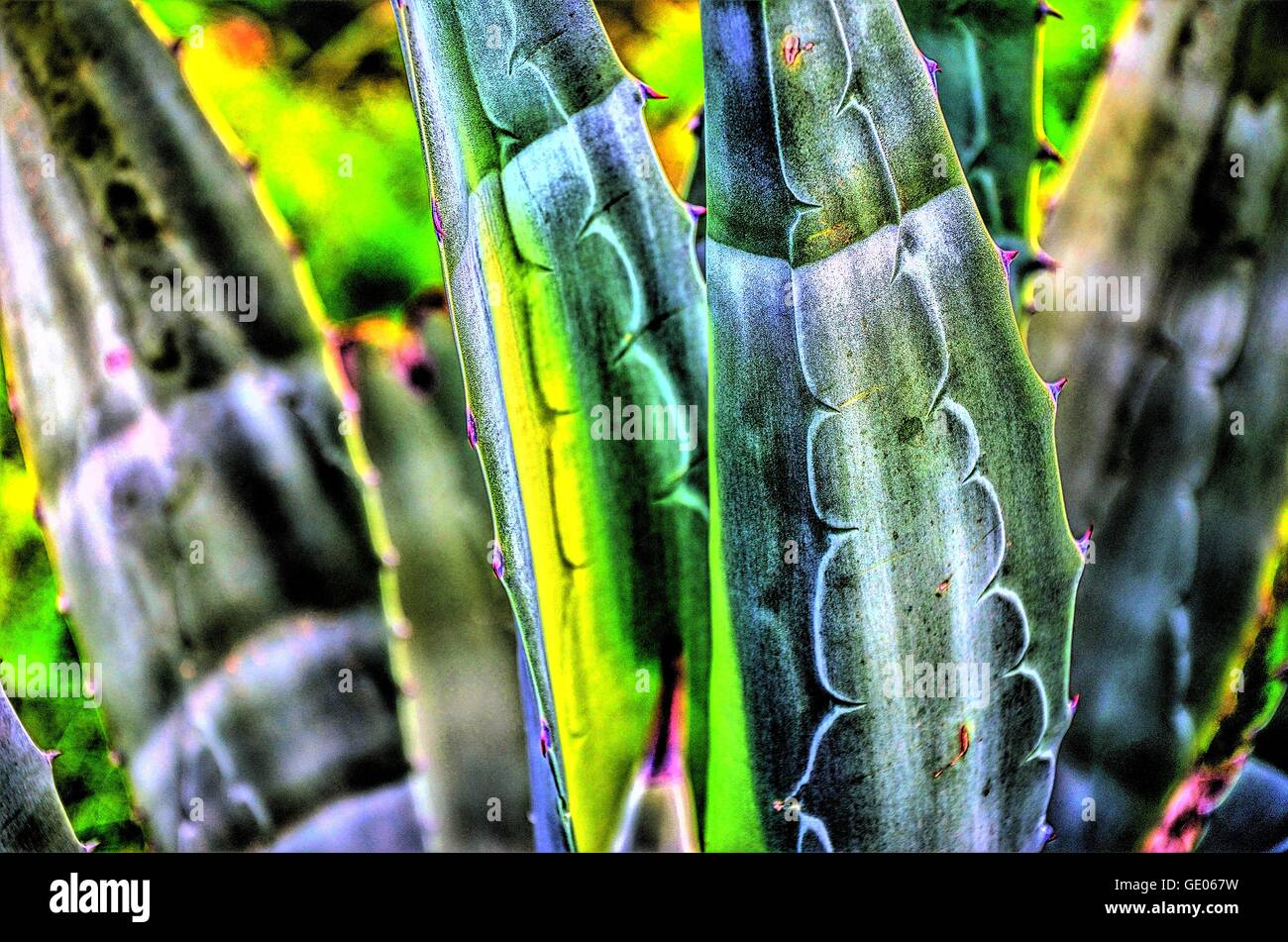 bunt, Agave, Kaktus, Pflanze, grün, gelb, schwarz, grün, grau, blau, Violett, Sukkulenten, Kakteen, Bildbearbeitung Stockfoto