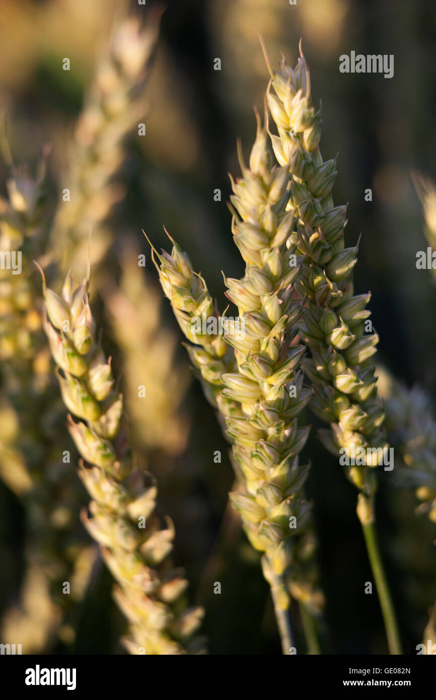 Weizen, in der Nähe von Chipping Campden, Cotswolds, Gloucestershire, England, Vereinigtes Königreich, Europa Stockfoto