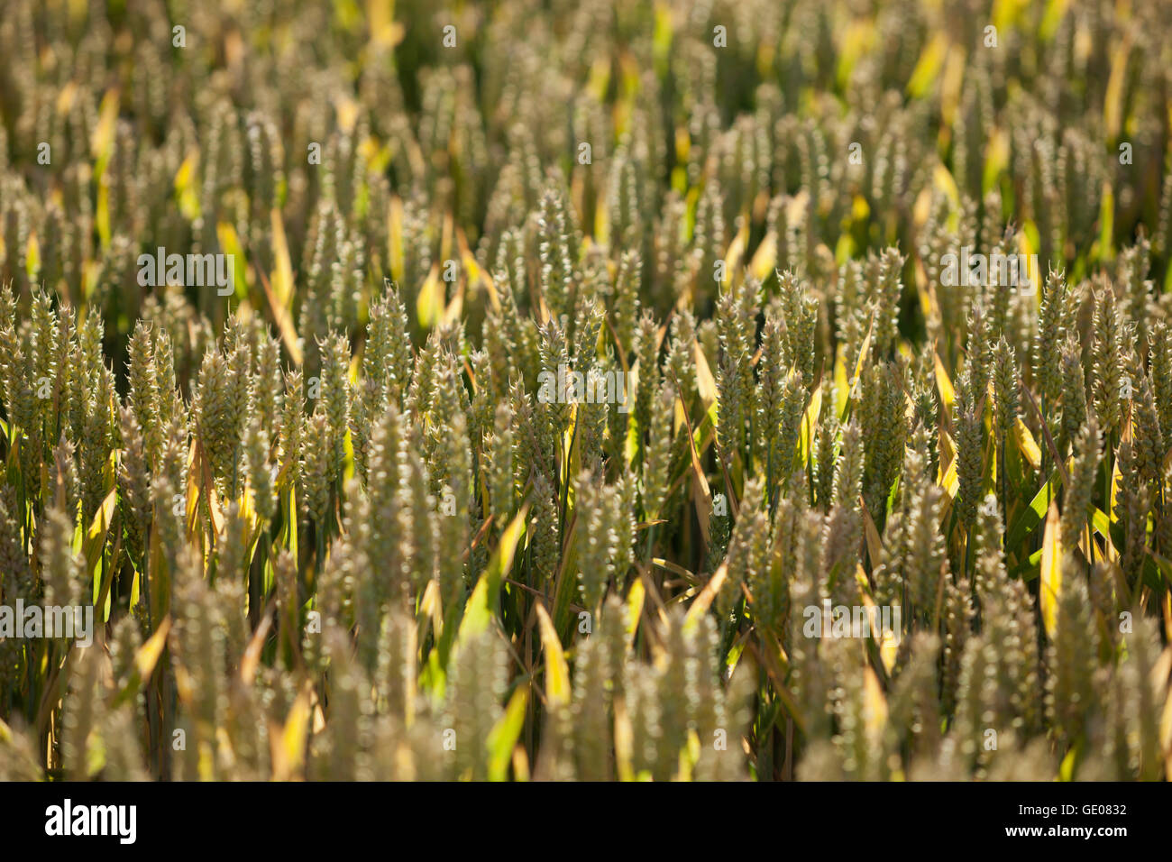 Weizen, in der Nähe von Chipping Campden, Cotswolds, Gloucestershire, England, Vereinigtes Königreich, Europa Stockfoto