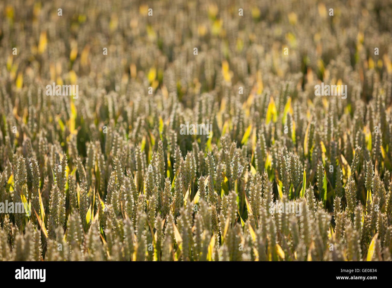 Weizen, in der Nähe von Chipping Campden, Cotswolds, Gloucestershire, England, Vereinigtes Königreich, Europa Stockfoto