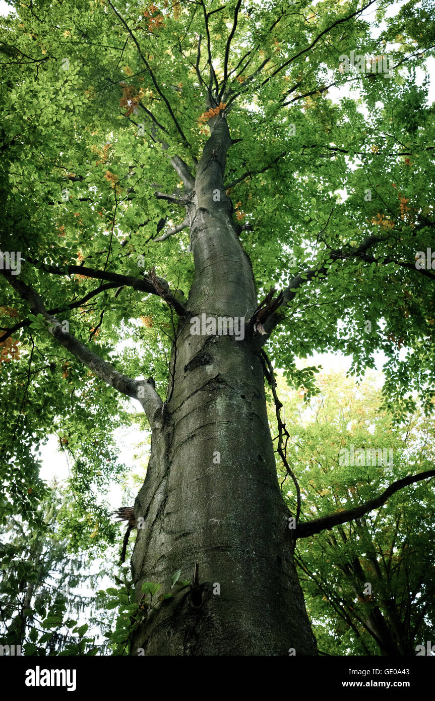 Graue Erle Baum - Ansicht von unten Stockfoto